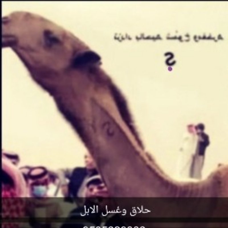 حلاق وغسل الابل جرد ورقبة يطلع جميع انحاء المملكة