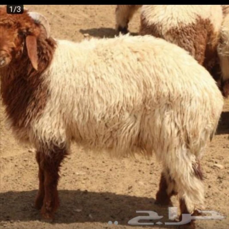 جزار قصاص الرياض